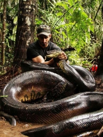 Naturalista mede o dobro do tamanho de uma presa comum da sucuri