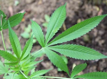 O grau de pureza da substncia e sua forma de apresentao devero seguir as determinaes da Anvisa