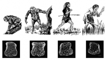 Ilustrao mostra que o homem moderno (ltimo,  direita) perdeu densidade ssea em comperao com seus antecessores