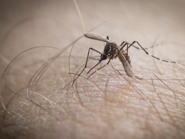 Exemplar de Aedes Aegypti, o mosquito transmissor da dengue