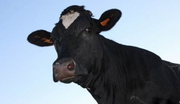 A sacolinha em questo  feita, literalmente, do ar que respiramos