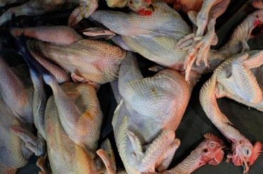 Japo abate 42 mil frangos devido a novo surto de gripe aviria