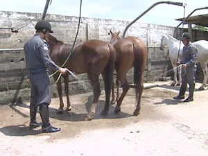Sugestes para novas regras podem ser enviadas ao Mapa por e-mail ou correspondncia.