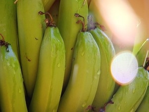 A irrigao  a maior aliada dos produtores