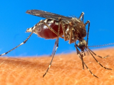 Mosquito da dengue, 'Aedes aegypti' pode transmitir dengue e chikungunya