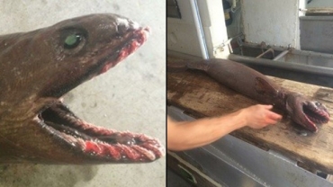 Tubaro-cobra foi encontrado por pescadores australianos: corpo parece o de uma enguia