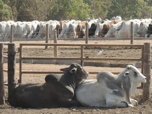 De acordo com estudo, investimentos em pecuria  intensiva pode gerar renda maior que soja em MT.