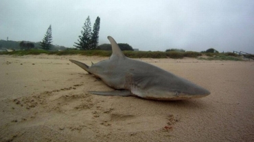 Tubaro apareceu na areia da praia de Lennox Head na manh desta sexta-feira (horrio local)