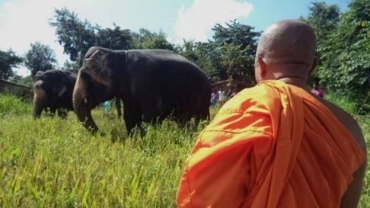 Monge observa enquanto elefantes se alimentam em lavoura de arroz