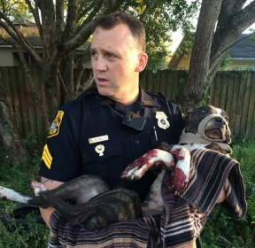 O policial Rich Mills carrega o cachorro que foi encontrado baleado e amarrado aos trilhos de um trem em Tampa, na Flrida, na quarta-feira (4)