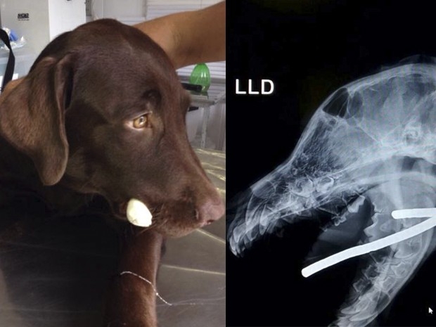 Cachorro labrador Joe ficou com vergalho atravessado na boca. (Foto: Arquivo Pessoal / Marcos Pereira)