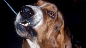 Co basset da mesma raa do envolvido em incidente