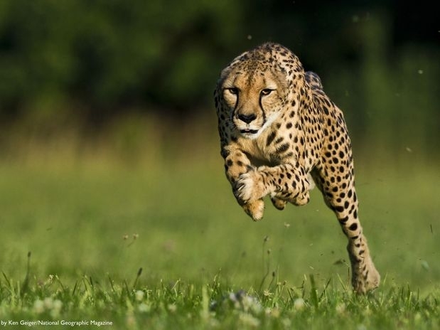 Felinos chegar a atingir 96,5 km/h em menos de trs segundos; trata-se do primeiro mapeamento dos msculos do animal j