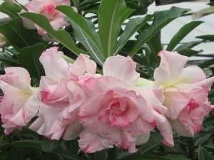 Tipos diferentes de rosa do deserto ficaro expostas at domingo.