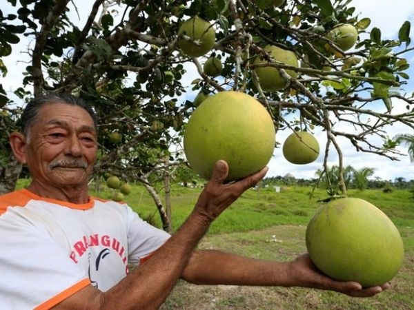 Produtor Geraldo exibe laranja de sua propriedade