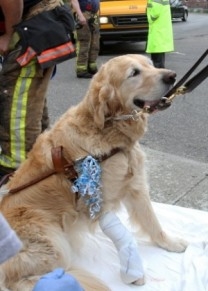 Cachorro aguentou boa parte do impacto e no quis sair de perto da dona