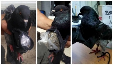 Pombo foi flagrado em cadeia na Costa Rica levando drogas