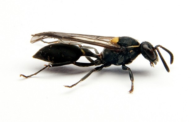 Vespa Polybia paulista tem veneno que contm toxina anticancergena