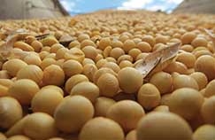 A 1 estimativa de produtividade para a safra 2016/17 de soja vem com uma expectativa de aumento no rendimento de 6,56% em Mato Grosso