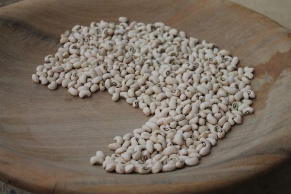 Lanamento da cultivar BRS Imponente da Embrapa ser durante o IV Congresso Nacional de Feijo-caupi