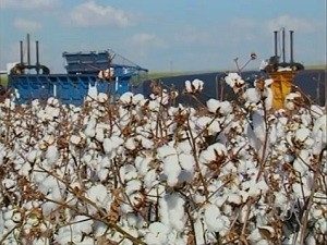 Colheita da safra 11/12 acompanha desempenho do ciclo passado