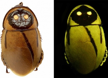 Barata que brilha no escuro imita besouro como forma de camuflagem contra predadores