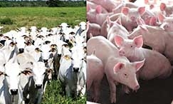 Sem GTA, setor produtivo acredita que duas cadeias, bovinocultura e suinocultura, estejam acumulando perdas de cerca de R$ 735 mi