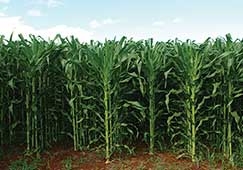 Alm de perdas de produtividade, colheita vai mostrando a cada dia que passa que a qualidade do cereal  ruim