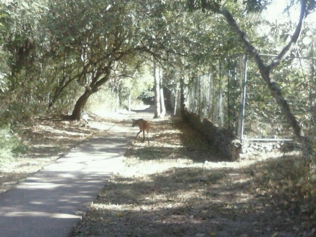 Lobo-guar foi fotografo em parque de Cuiab