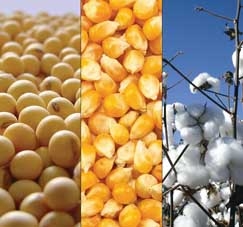Commodities agrcolas de Mato Grosso sustentam mais um tero do supervit brasileiro neste primeiro semestre