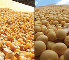 Safra termina com estoques baixos e essa realidade ter grande influncia na entressafra e nos preos