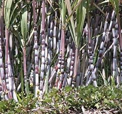 Cana-de-acar ser uma das culturas com a previso de maior expanso em MT nos prximos dez anos