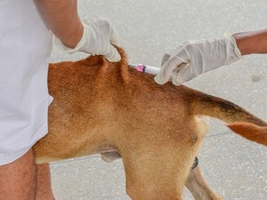 Campanha de vacinao ser entre o dia 1 de agosto at 30 de setembro