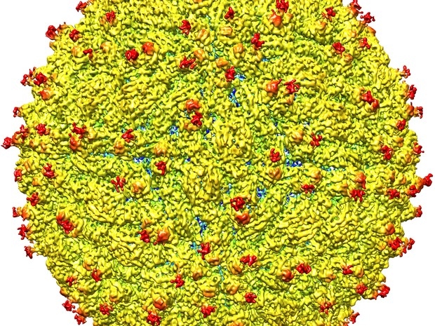 Imagem é representação da superfície do vírus da zika; equipe de cientistas conseguiu determinar a estrutura do vírus pela primeira vez