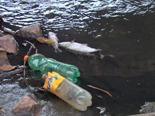 Entre as espcies que apareceram mortas esto curimbats e piavas