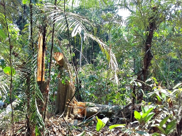 Suspeitos foram presos em flagrante quando desmatavam rea verde em Cotriguau