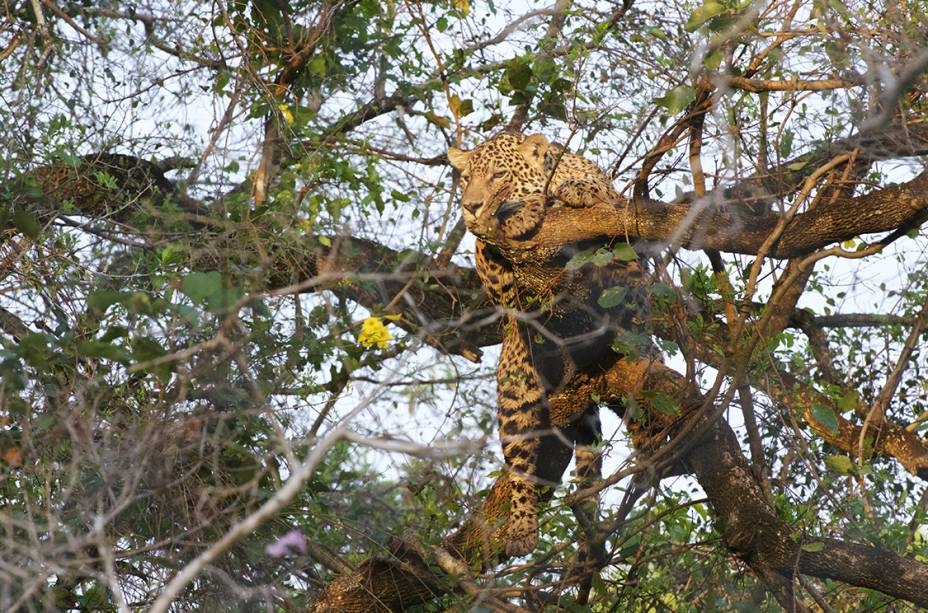 Onas reintroduzidas na natureza
