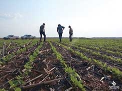 Plantio nessa safra foi o mais rpido observado pelo Imea. Trmino dos trabalhos coincide com vinda da ferrugem e pr-colheita