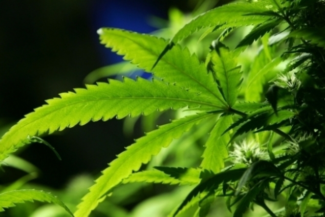 A soluo oral Mevatyl (tetraidrocanabinol (THC), 27 mg/mL + canabidiol (CBD), 25 mg/mL),  indicada para pacientes com espasticidade moderada a grave relacionada  esclerose mltipla que no respondem a outros medicamentos antiespsticos.