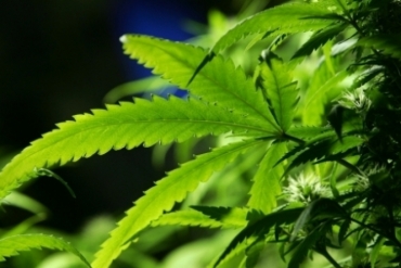 A soluo oral Mevatyl (tetraidrocanabinol (THC), 27 mg/mL + canabidiol (CBD), 25 mg/mL),  indicada para pacientes com espasticidade moderada a grave relacionada  esclerose mltipla que no respondem a outros medicamentos antiespsticos.