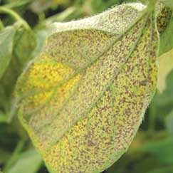 Mato Grosso atingiu nessa semana 21 casos confirmados de ferrugem