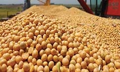 Se a projeo de 31 milhes/t se confirmar, Mato Grosso vai ofertar 3,23 milhes/t a mais em relao ao registrado no ciclo anterior