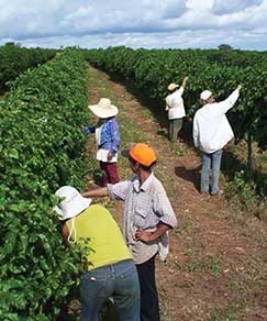 Neste bimestre a agropecuria foi a maior empregadora do Estado