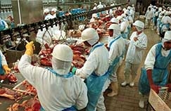 Todas as quatro plantas abatem bovinos e esto instaladas em diferentes regies e conforme setor produtivo, so consideradas grandes unidades