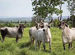 Pelo atual decreto, os 7% estaro vlidos at 30 de junho. Setor j se mobiliza para estender prazo