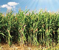 Bom desempenho do milho safrinha reforou projees histricas  safra mato-grossense que est mais recorde do que nunca: 56,80 milhes/t