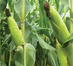 Com perspectivas de uma supersafra, com produo recorde, mercado emite sinais de baixa sobre as cotaes