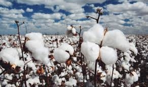 Com o tempo ajudando, a expectativa  que aumento na produo de pluma, seja de at 12,5%