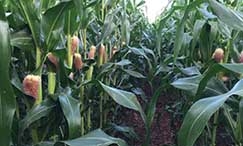 Se os dados se confirmarem, MT responder sozinho nessa temporada por 25%, um quarto da colheita nacional, estimada em 232 milhes/t