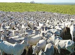 Queda na movimentao do boi gordo  reflexo da operao Carne Fraca, que no chega ao varejo